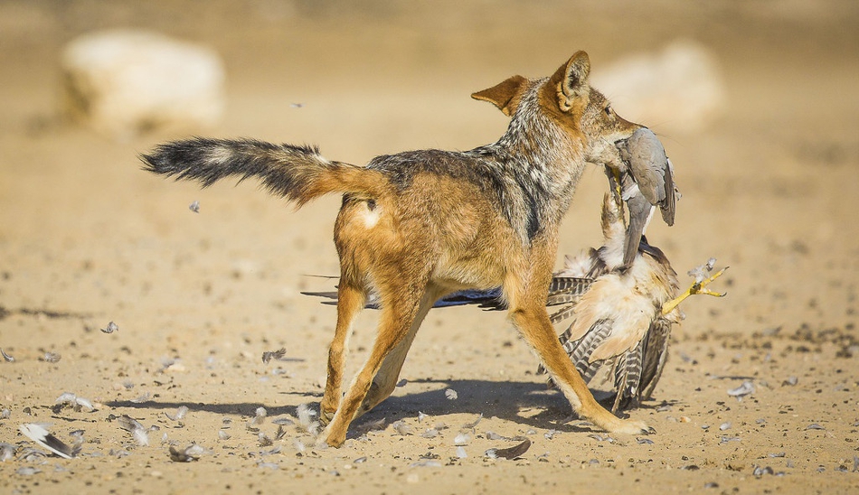 半岛体育在线登录-关于南非代表团团结一心，争夺荣誉的信息